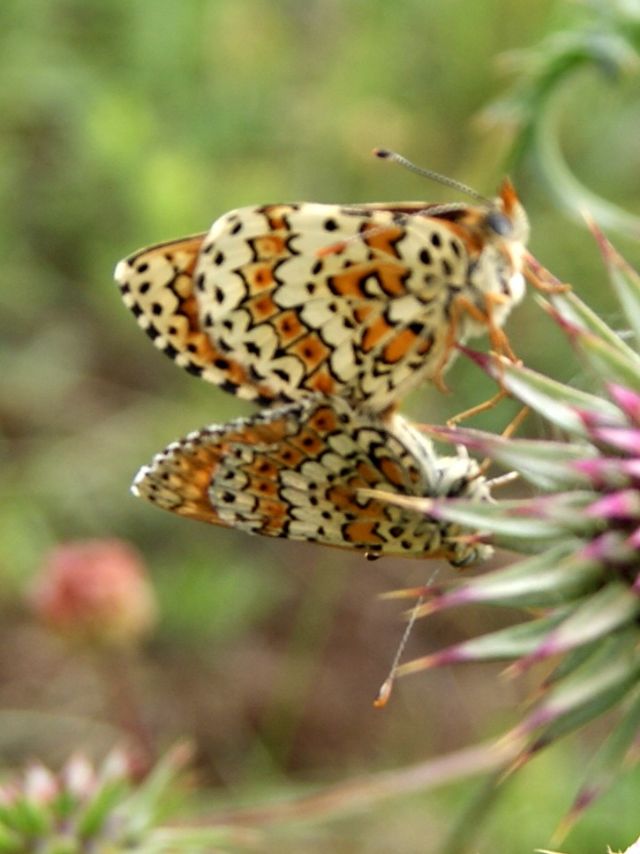 un aiutino per riconoscerla: Melitaea cinxia